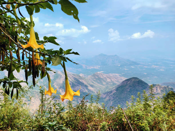 Bangalore to Kodaikanal Car Rental – Distance, Route & Travel Guide