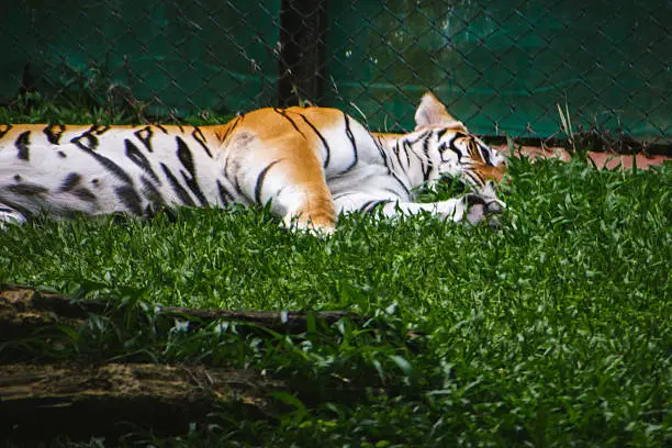 Bannerghatta National Park